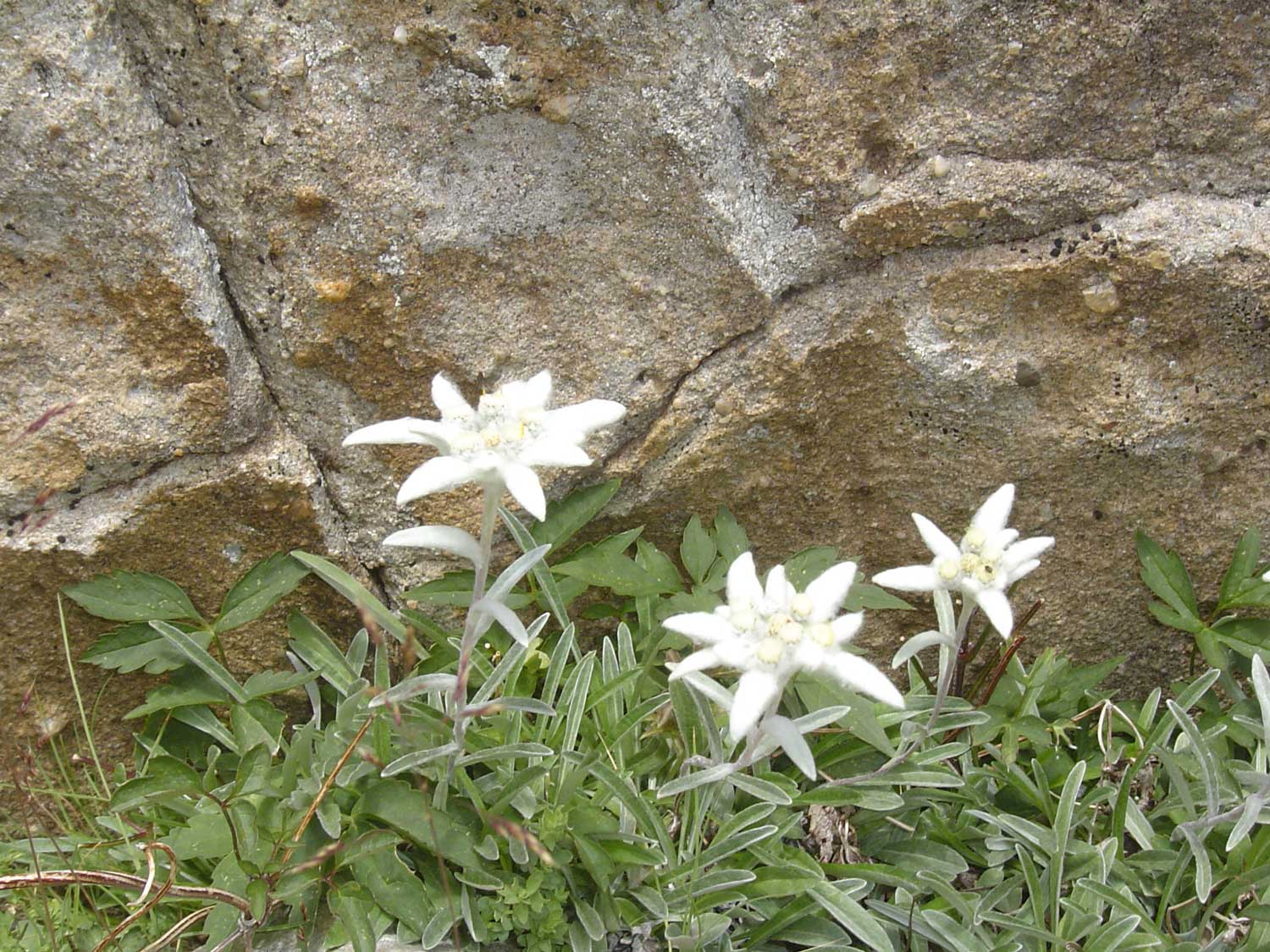 edelweiss, trésor d'Auron