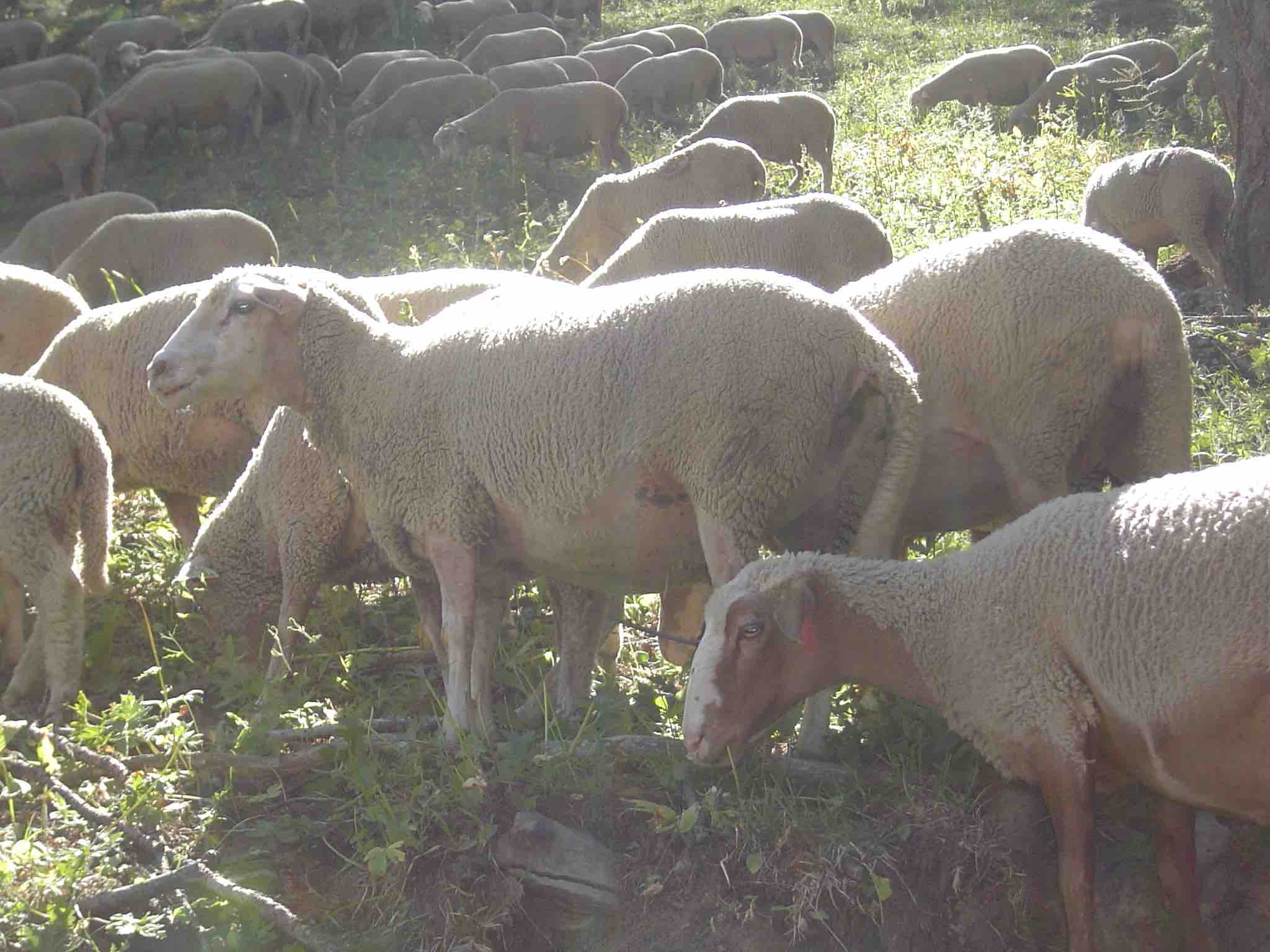 moutons à Auron